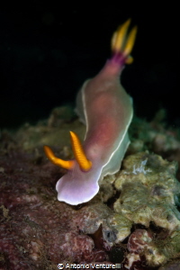 Hypselodoris bullockii_January 2025
(CanonEF100,1/200,f1... by Antonio Venturelli 